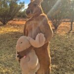 Athlètes du monde animal ! “Massage” kangourou rend beaucoup de gens jaloux de son corps musclé.! trop horrible
