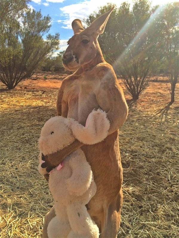 Athlètes du monde animal ! “Massage” kangourou rend beaucoup de gens jaloux de son corps musclé.! trop horrible