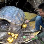 Des choses que vous ne saviez pas ! : Un pêcheur a trouvé une tortue qui pond des œufs d’or. Cette découverte a dérouté les scientifiques quant aux raisons pour lesquelles les tortues pondent des œufs d’or. Il y a une ᴜne ʋvidéo à la fin. ! incroyable