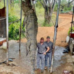 Découverte stupéfiante en Afrique du Sud : Un monstre crocodile de 4,5 mètres et 450 kg retrouvé