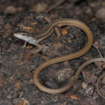 Incroyable découverte : un serpent à quatre pattes intrigue les scientifiques dans le désert du nord de l’Inde