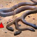 De repente atrapó una serpiente de 4 cabezas, las serpientes más raras del mundo