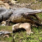 si inattendu ! Découvrez d’étranges animaux au bord de la rivière avec des carcasses de poissons et des têtes de crocodiles ! incroyable