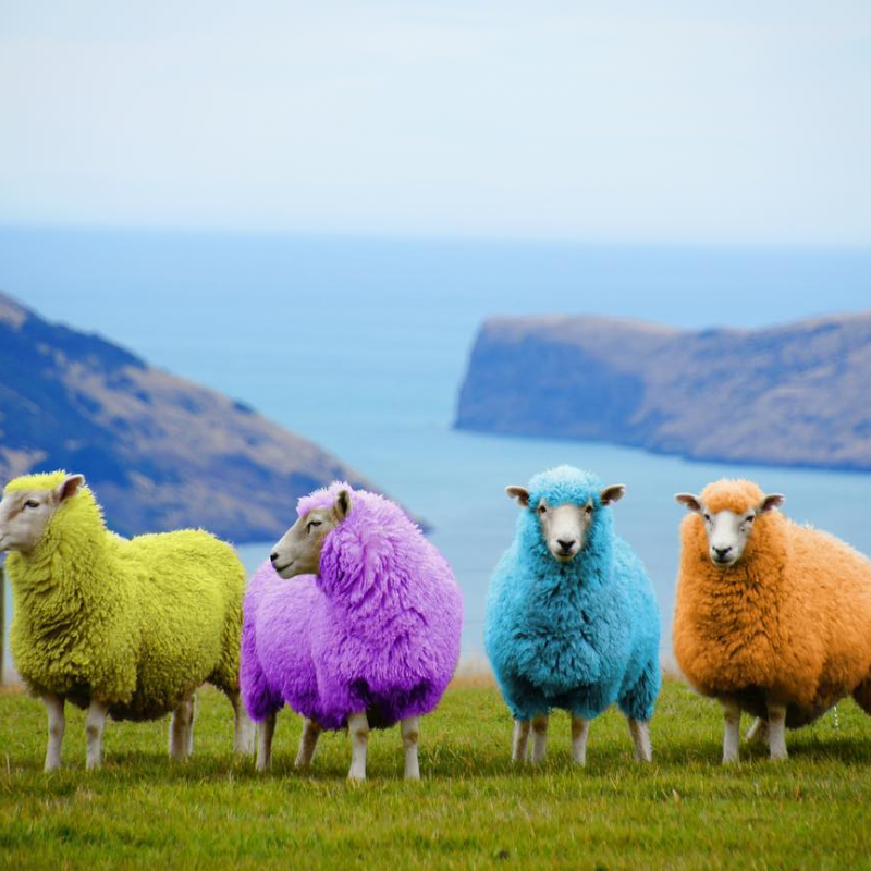 Nature’s Vıbrant Palette – revelando o reino colorido das ovelhas arco-íris