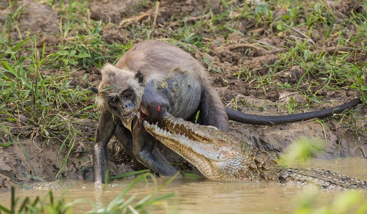 ¡horrible! Bandada de babuinos enojados luchan con locura para rescatar a sus compañeros de equipo de la madre del cocodrilo gigante