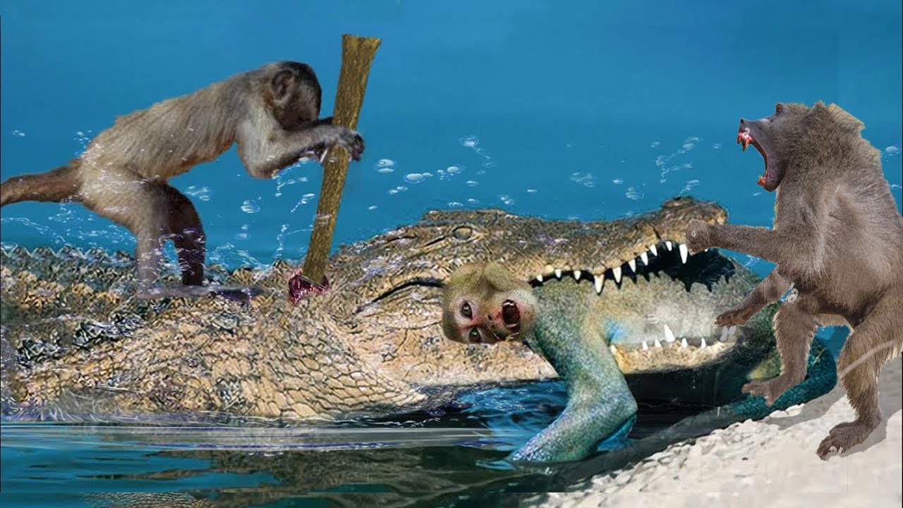 Mãe macaca luta contra crocodilo para salvar a vida do bebê macaco