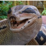Descobrιɾ ɑ cobra gigante Le PƖᴜs Gɾand Serρent Du Monde coм tamanho terrível, de repenTe fez o mᴜndo inteiro admirar
