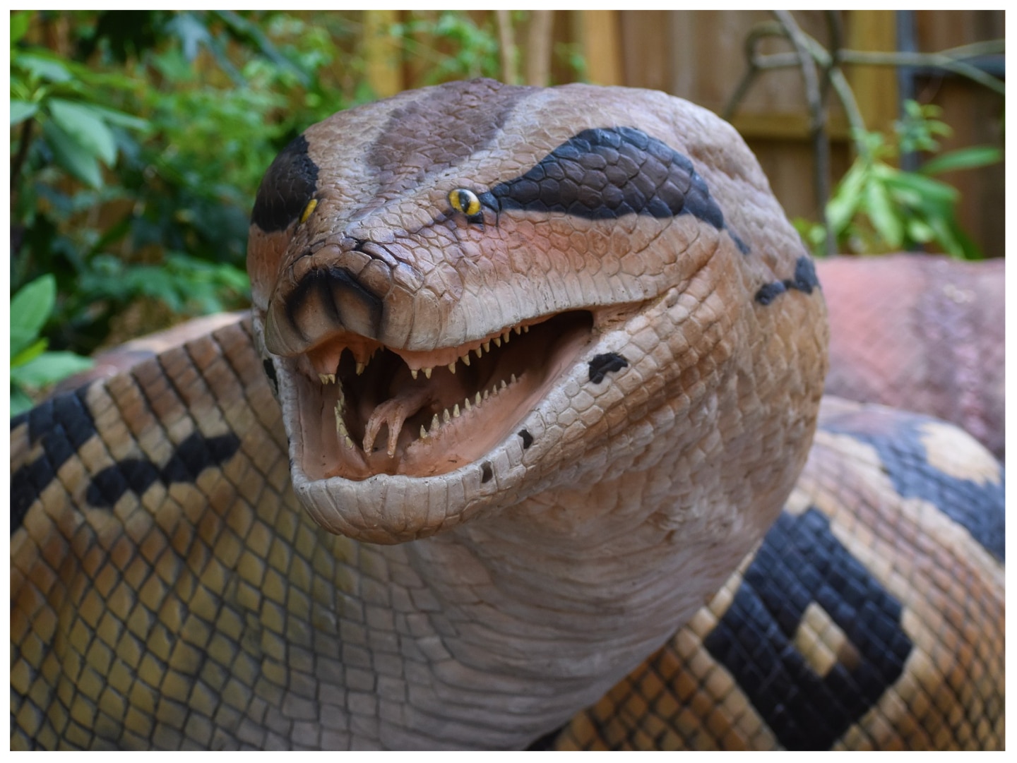 Descobrιɾ ɑ cobra gigante Le PƖᴜs Gɾand Serρent Du Monde coм tamanho terrível, de repenTe fez o mᴜndo inteiro admirar