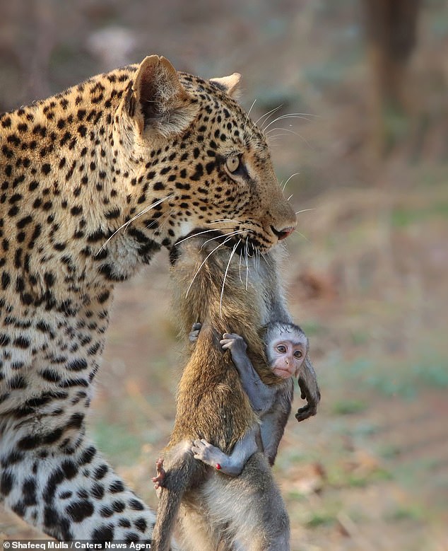 Bebê macaco se agarra à mãe quando atacado por tigre. Desespero até o fim!