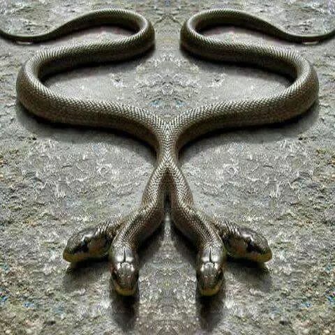 Descubra interessanTes cobras de quatro cabeças e duɑs caudas na Índιa (vídeo)