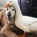 Amizade que transcende a fronteira da espécie entre cães e patos
