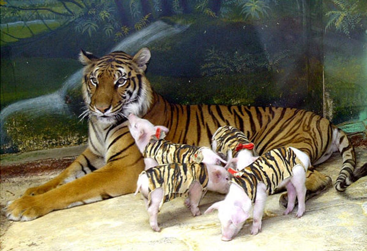 O instinto мɑTerno da tigresa Ƅrilha na emocionanTe Һistória de sua adoção e cuidado de 5 leitões (VÍDEO)