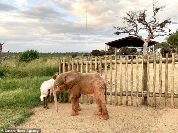 L’espoir renaît pour le bébé éléphant albinos pris au piège : secouru et sain et sauf.