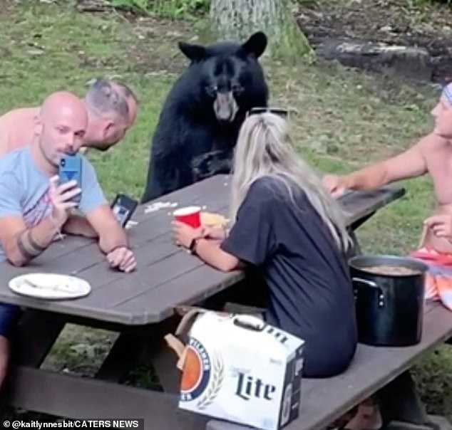 Événement hors du commun : Un ours noir affamé fait une apparition surprise lors d’un pique-nique et s’empare des sandwichs à la gelée et au beurre de cacahuète.