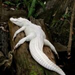 Découverte exceptionnelle : le crocodile albinos le plus rare jamais trouvé dans la vallée