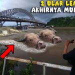 Le monstre de la rivière La créature avec la tête d’un buffle, le corps d’un poisson nageant dans le Mékong a été attrapée par des gens (Vidéo)
