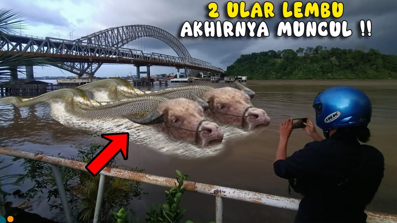Le monstre de la rivière La créature avec la tête d’un buffle, le corps d’un poisson nageant dans le Mékong a été attrapée par des gens (Vidéo)
