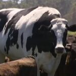 A vaca mais terrível do planeta assustou os moradores dos subúrbios da Espanha