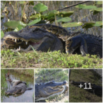 O incrível evento ocorreu durante uma luta feroz na costa da Flórida, quando uma píton se enrolou no pescoço de um crocodilo.