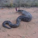 Une vidéo montre des pythons géants piégés dans des clôtures électriques, créant un émoi (vidéo)
