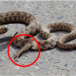 Incroyable découverte en Chine : des serpents à pattes mutantes stupéfiant les experts
