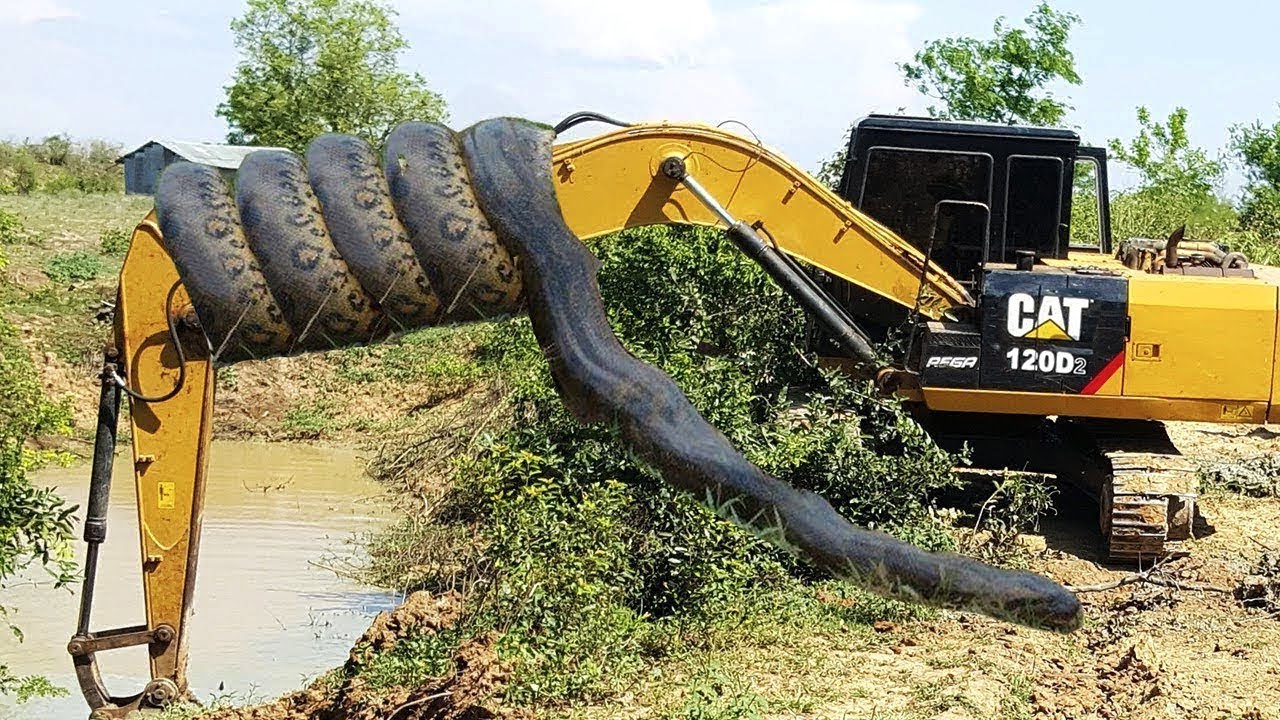Un python géant de 20 pieds s’enroule autour d’une excavatrice, affichant sa puissance
