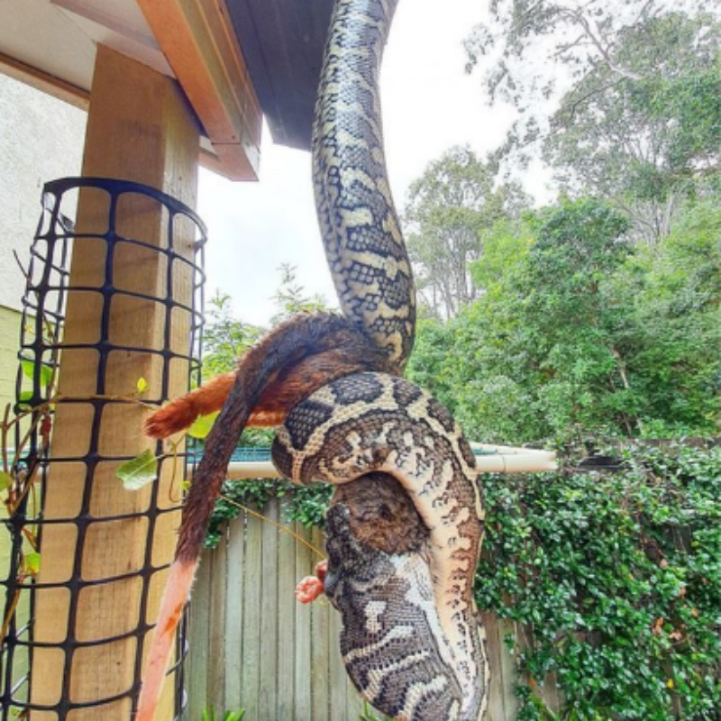 Momento increíble: Serpiente de alfombra gigante captada por la cámara tragándose una zarigüeya adulta mientras está suspendida boca abajo