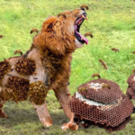Imagen de primer plano de león enojado cuando es atacado por abejas