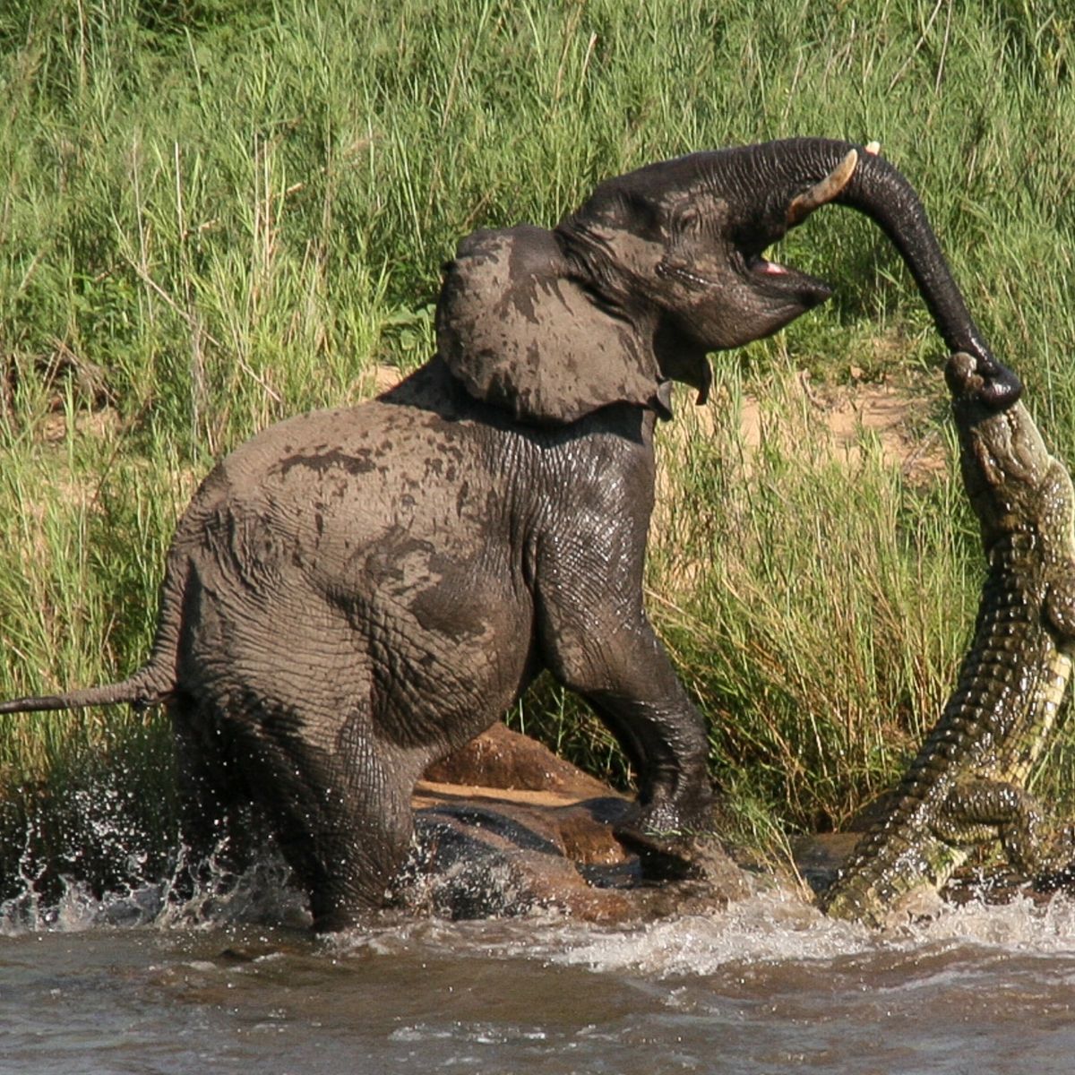 Mãe elefante tenta sɑƖvar seu Ƅebê dɑ régua de crocodilo