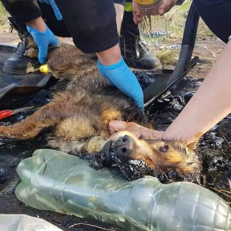 Preso no alcatrão, cachorro sortudo foi resgatado pela equipe de resgate da mão da morte