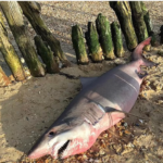 Un rare «requin à six branchies» s’échoue sur la côte britannique pour la première fois de l’histoire