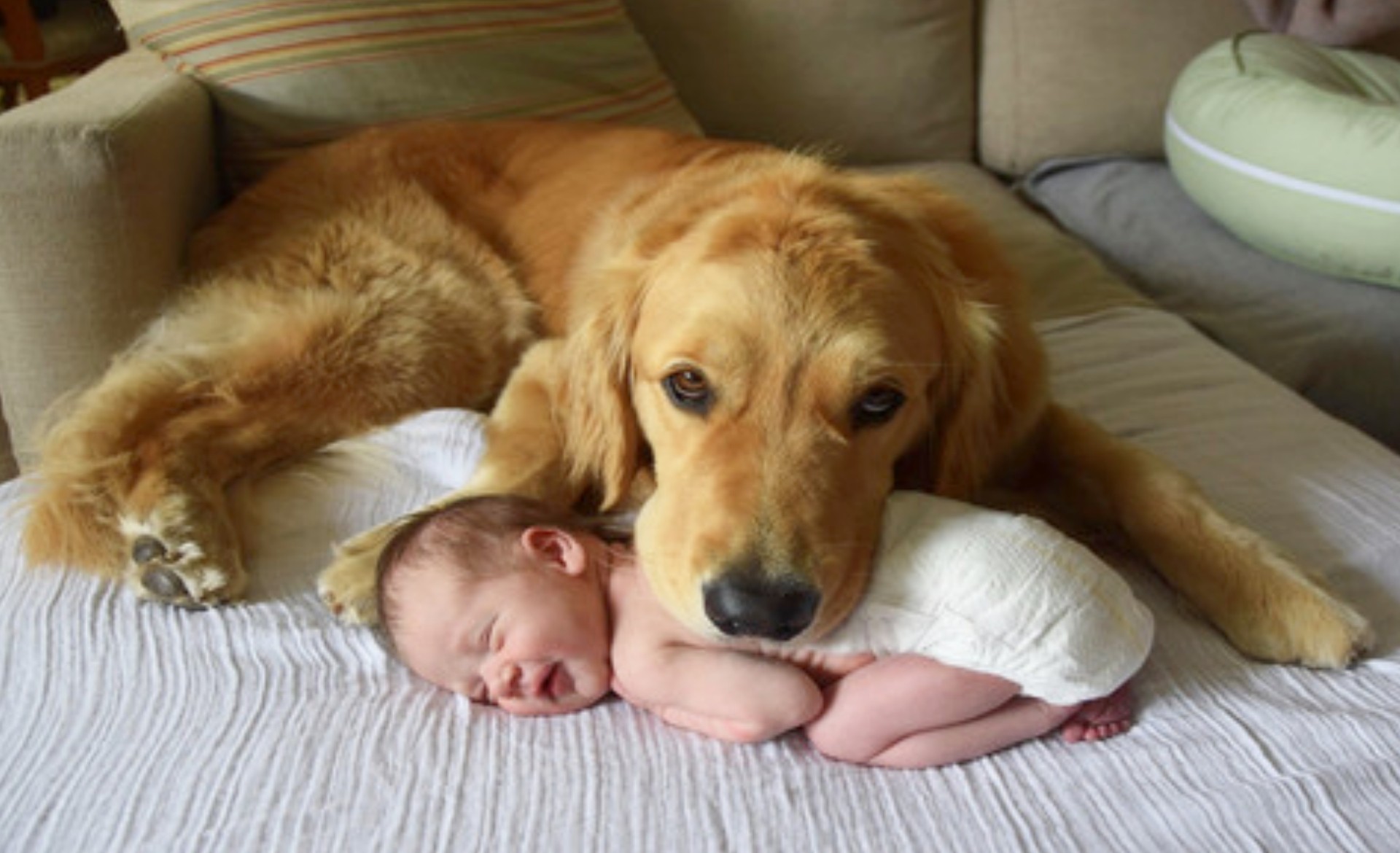 Cachorro esperto mostra devoção ao observar o sono do bebê