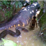 El grupo de cazadores atrapó la serpiente gigante más larga del mundo en lo profundo de la selva amazónica