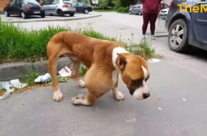 Sauvetage d’un chien abandonné couvert d’une tumeur choquante