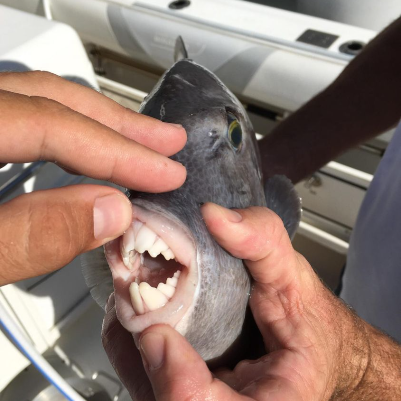 Peixe com dentes ‘humanos’ capturados na Carolina do Norte chama a atenção para uma espécie notável