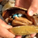 Des pêcheurs ont attrapé un escargot dont la coquille est d’or rare (vidéo)
