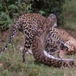 La vengeance terrifiante de Python alors que la fierté du léopard suit chacun de ses mouvements