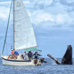 “Encontro raro: turistas testemunham o momento espetacular quando a baleia jubarte salta sobre a água, subindo no ar”