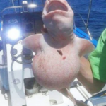 Un pescador atrapó una extraña criatura de piel rosada en la costa de Cabo, México.todo el barco la soltó rápidamente tras conocer su origen