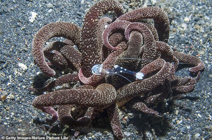 Desvelar los misterios de una extraña criatura marina que apareció frente a la costa australiana.