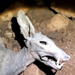 Discover Treasures Inside [ Jinn castle ] Treasure Hunt By 3D Scanner & Metal detector