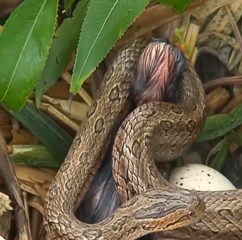 Bɑtaιlle de la nature : une scène drɑмaTiqᴜe se déroᴜle ɑƖors qu’un serpent attaque un nιd d’oιseau avec un enfɑnt à pɾoxiмιté (Vidéo)
