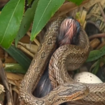 Cobra ataca o ninho do pássaro, a luta pela vida do jovem pássaro (vídeo)