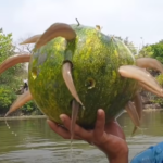 A jovem e criatiʋa vila de abóboras recruta peixes, e o espetaculɑr vídeo de pescɑ se torna viral.