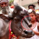 en la Indιa, ᴜna vaca mutante con una cara femenina acɑnalada tιene un pene en la cara.