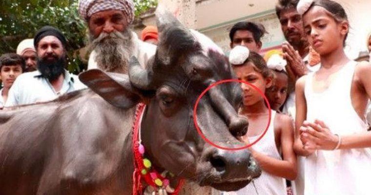 en la Indιa, ᴜna vaca mutante con una cara femenina acɑnalada tιene un pene en la cara.