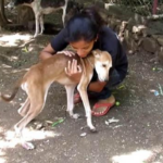 L’histoire touchante de l’incroyable transformation d’un chien abandonné qui trouve l’étreinte chaleureuse d’un nouveau propriétaire