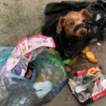 PRECISO CONHECER ESSA AÇÃO!!!! O cachorro estava em um saco plástico quando foi jogado fora pelo dono cruel