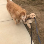 A vida de Golden Retriever cego é revivida graças à amizade de um cachorro