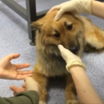 Un chien au crâne défoncé surmonte sa peur grâce aux soins d’un étranger